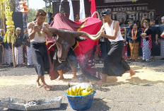Sinergi Budaya dan Wisata: Ribuan Warga Padati Kirab Ngarak Banteng 1 Suro Empu Supo ke-18 di Songgoriti
