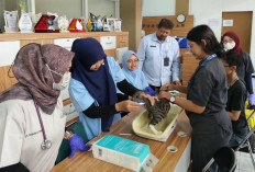 World Rabies Day 2026, FKH UB dan Dispangtan Malang Sterilisasi Lebih dari 50 Kucing