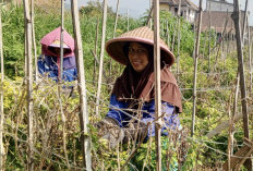 Harga Cabai Rawit Rp60 Ribu, Petani Batu Ketiban Berkah di Tengah Pasokan Menipis