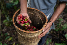 9 Fakta Unik Kopi Kerinci: Emas Hitam dari Lereng Gunung Berapi Tertinggi di Sumatera