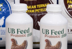 FAST UB Luncurkan UB Feed Probiotik, Alternatif Pengganti AGP untuk Peternakan