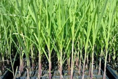 Lolos Audit Kementan, Ribuan Hektare Benih Tebu Siap Dibagikan ke Petani Malang