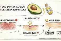 Buah Alpukat Ternyata Bisa Bantu Percepat Penyembuhan Luka, Dosen FKH UB Ungkap Potensinya