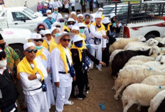 Dam Jemaah Haji Indonesia Tembus 126 Ribu Ekor Domba, Daging Kurban Akan Disalurkan ke Palestina
