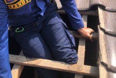 Tim Damkarmat Kota Batu Evakuasi Tokek dari Plafon Rumah Warga di Temas