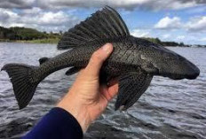 Ikan Sapu-Sapu Jadi Perbincangan di Sosial Media, Yuk Kenali Lebih Dalam