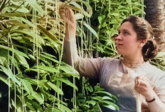 Kisah Lelucon April Mop Paling Ikonik dari Burger Orang Kidal hingga Gunung Berapi Palsu