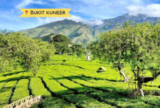 Hari Teh Internasional 15 Desember, Melihat Kebun Teh Wonosari Lawang, Si Tua yang Kian Eksotis 