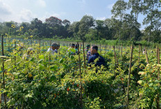 Petani Cabai Malang Panen Melimpah, Harga Tetap Tinggi Distribusi Jadi Sorotan