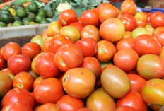Harga Tomat di Kota Malang Naik, Kini Tembus Rp15 Ribu per Kg