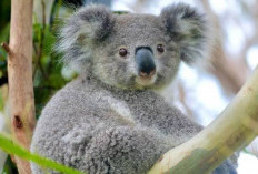 5 Hewan Paling Unik di Dunia, Fakta Koala hingga Ikan Mola-Mola