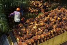 B50 Setop Impor Solar, Pemerintah Bidik Hemat Devisa Rp170 Triliun