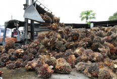 Limbah Sawit Pangkas Biaya Pakan Ternak hingga 40%, Peternak Malang Raya Didorong Manfaatkan