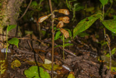 Dua Spesies Anggrek Baru Ditemukan Balai Besar TNBTS di Lereng Gunung Semeru