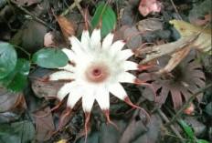 Rhizanthes Deceptor: Bunga Parasit Langka dari Hutan Tropis Sumatera