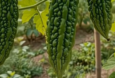 Pare Pahit tapi Kaya Manfaat, Ini Kandungan dan Khasiatnya untuk Tubuh