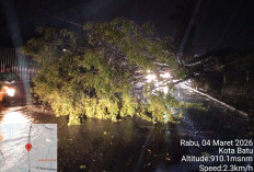 Hujan Deras Disertai Angin Kencang 40 Menit di Kota Batu, Puluhan Pohon Tumbang 