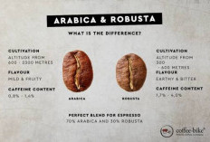 Robusta vs Arabika, Mana yang Kandungan Kafeinnya Lebih Tinggi? Ini Fakta yang Jarang Diketahui
