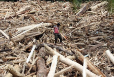 Banjir Bandang Bawa Kayu Gelondongan, Menhut Cabut 22 Izin Pemanfaatan Hutan Nasional, Total 1 Juta Hektare 