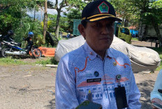 Jelang Idul Adha, Stok Sapi Lokal Menipis di Malang, Pemkot Siapkan Opsi Impor