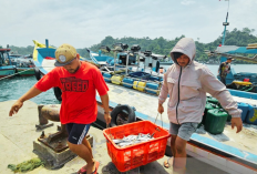 Kian Melejit! Produksi Ikan Budidaya Kabupaten Malang, Sukses Tembus 13 Ribu Ton