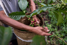 9 Fakta Unik Kopi Ijen Raung: Kopi Lereng Vulkanik dari Ujung Timur Jawa