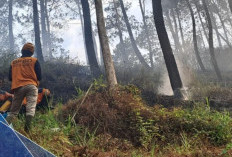 Sisa Pembakaran Serasah Dipicu Angin, 1,5 Hektare Lahan Bukit di Gunungsari Batu Hangus Terbakar