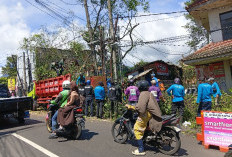 Evakuasi Pohon Raksasa di Batu Plasa Terkendala Kabel Semerawut; Butuh Puluhan Truk untuk Pembersihan