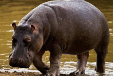 World Hippo Day 15 Februari: Sejarah Kuda Nil dan Peran Pentingnya bagi Ekosistem