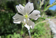 Gibraltar Campion, Bunga Langka dari Tebing Curam di Eropa, Muncul Lagi usai 70 Tahun Dinyatakan Punah
