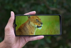 6 HP Baterai Besar Terbaik Mei 2026, Ada yang Tembus 8000 mAh Tahan 3 Hari