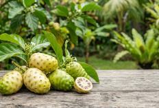 Tinggi Khasiat tapi Bau Menyengat, Ini Tips Tepat Mengolah Buah Mengkudu