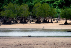 Menikmati Kenyamanan di Tengah Alam Asri: Intip Fasilitas Lengkap Pantai Clungup Malang