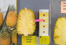 Mengungkap Fakta Medis Buah Nanas: Benarkah Dilarang Dikonsumsi saat Hamil dan Haid?