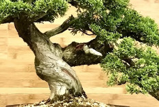 5 Jenis Bonsai untuk Pemula yang Mudah Dirawat, Cocok untuk Belajar Membentuk Tanaman