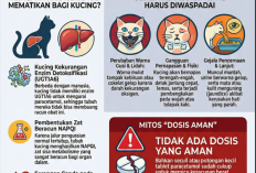 Paracetamol: Sahabat Manusia, Musuh Si Meong