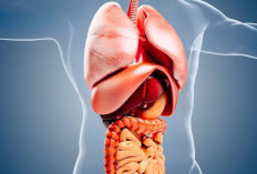 Kebiasaan Sehari-hari yang Diam-Diam Merusak Organ Tubuh: Dari Jantung hingga Empedu