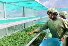 Ekspor Daun Kelor Jawa Timur Tembus China, Sumenep Kirim 200 Ton, Mojokerto 20 Ton