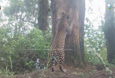 Macan Tutul TNBTS dan Mendolo Ternyata Satu Jenis, Ada Macan Kumbang di Balik Hutan Bromo