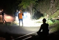 Pohon Pinus Tumbang Timpa Kabel PLN di Songgoriti Kota Batu, Tiang Listrik Roboh dan Jalan Sempat Lumpuh
