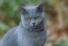 British Shorthair: Kucing Bersejarah dengan Pesona yang Tak Pernah Pudar