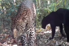 Dua Macan Tutul Jawa Terekam Bersamaan di Hutan Mendolo Pekalongan, Ada Macan Kumbang