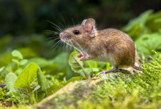 Waspada Ancaman Fatal Hantavirus dan Pentingnya Menjaga Kebersihan Lingkungan