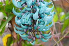 Bunga Jade Vine: Keajaiban Tropis Langka dari Hutan Hujan Filipina