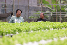 ari Hidroponik hingga Pasar Modern, CooSAE Kota Batu Siap Adopsi Model Jateng