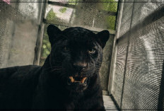 Macan Kumbang Masuk Permukiman Warga Batang, Ternyata Terluka di Telapak Kaki