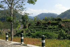 Wangi Mawar di Lereng Arjuna: Dari Petani Sayur Gunungsari Menjadi Kiblat Florikultura Nusantara