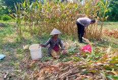 Polisi Bantu Petani Panen 1,2 Ton Jagung di Cemorokandang, Kota Malang