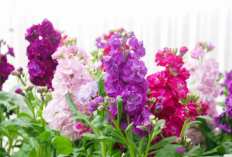 Di Balik Harumnya Matthiola, Bunga Hias Favorit sejak Zaman Eropa Kuno