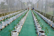 Desember Pedas: Rutinitas Musiman dan Alarm Tata Kelola Rantai Pasok Cabai